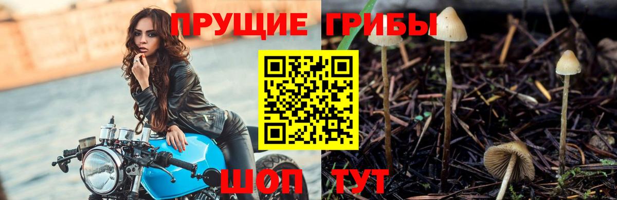 Псилоцибиновые грибы мухоморы Смоленск